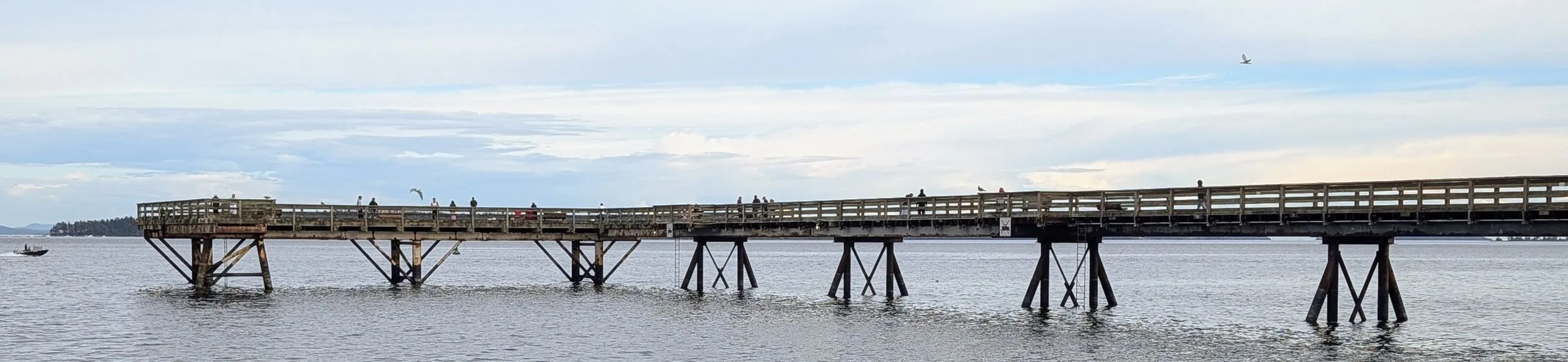 The Sidney waterfront pier extending into the water, with people walking and gulls overhead